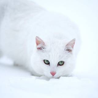 White baby cat wallpaper