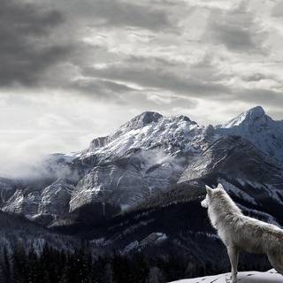 Background wolf
