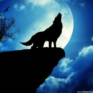 Background wolf