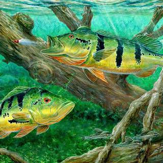 Bass fishing wallpaper for android