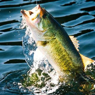 Bass fishing wallpaper for android