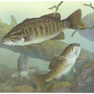 Bass fishing wallpaper for android