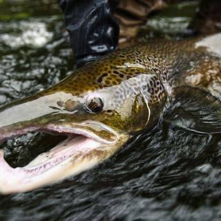 Bass fishing wallpaper for android