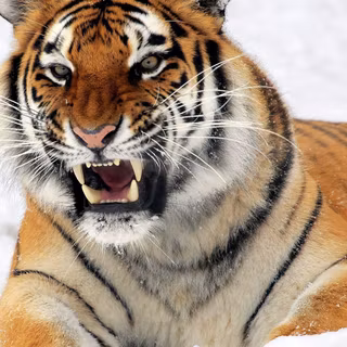 Siberian tiger wallpaper HD
