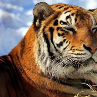 Siberian tiger wallpaper HD
