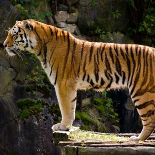 Siberian tiger wallpaper HD