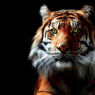 Siberian tiger wallpaper HD
