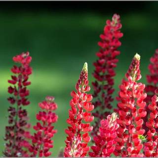 Nice & cute wallpaper