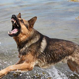 Police german shepherd wallpaper