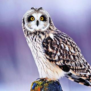 Wallpaper owl cute