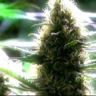 HD weed wallpaper 1080p