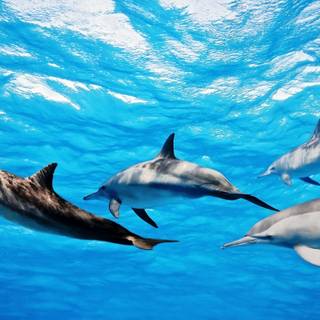 Dolphin wallpaper HD