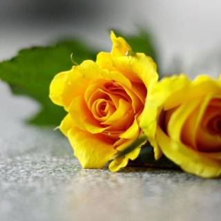 Single yellow rose wallpaper