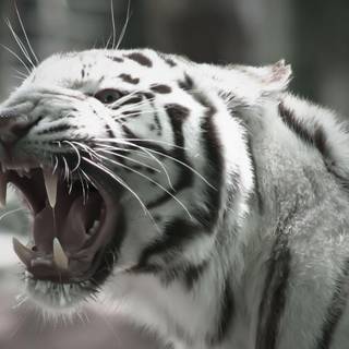 Wallpaper tiger white