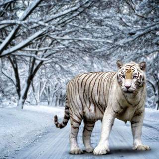 Wallpaper tiger white