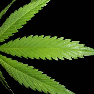 Black marijuana HD wallpaper