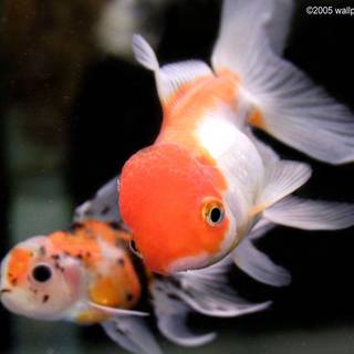 Golden fish wallpaper