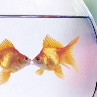 Golden fish wallpaper