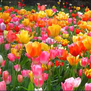 HD wallpaper flower garden