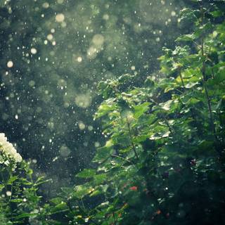 Rain wallpaper HD for mobile