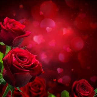 Red rose bokeh wallpaper