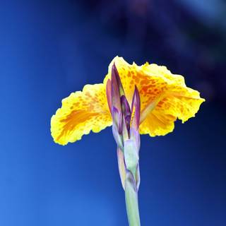 Natural beauty wallpaper for mobile