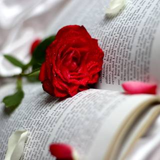 Red rose bokeh wallpaper