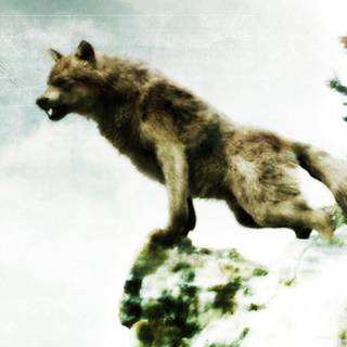 Twilight jacob wolf wallpaper