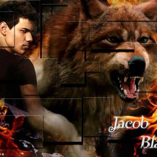 Twilight jacob wolf wallpaper