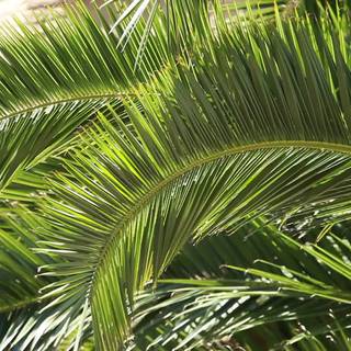 Palm tree background