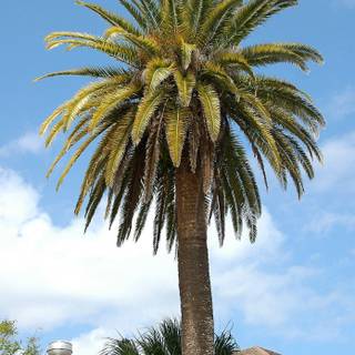 Palm tree background