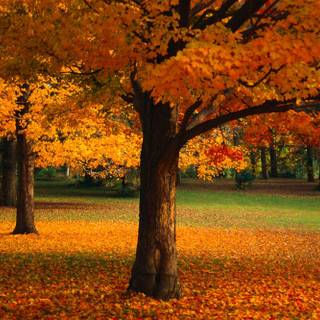 HD wallpaper nature fall