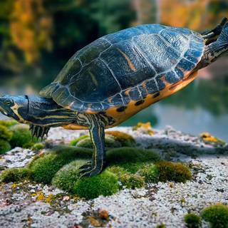 Wallpaper full HD 1080p