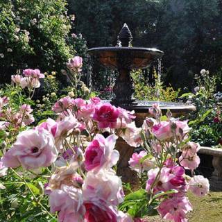 Rose garden wallpaper