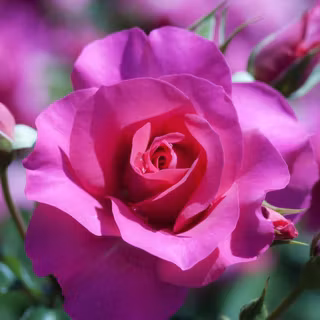 Rose flowers wallpaper HD