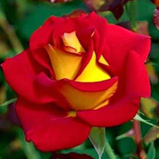 3d flower wallpaper rose