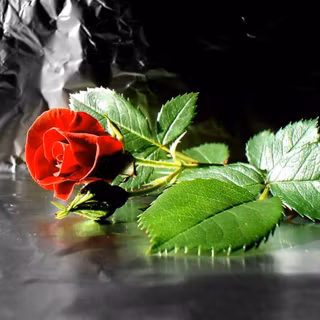 3d flower wallpaper rose