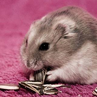 Wallpaper hamster
