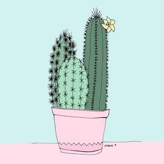 Kaktus wallpaper