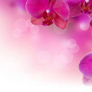 Free obituary backgrounds