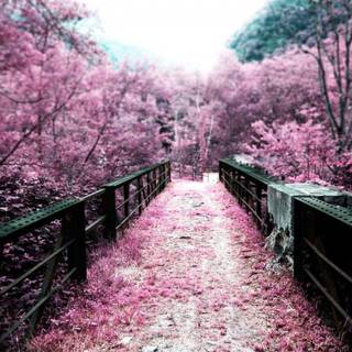 Cherry blossom wallpaper HD