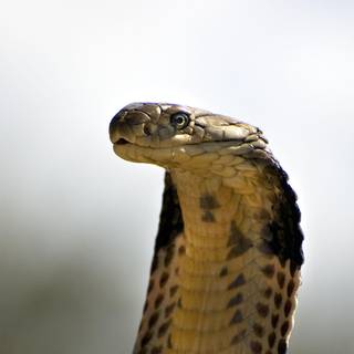 King kobra snake wallpaper
