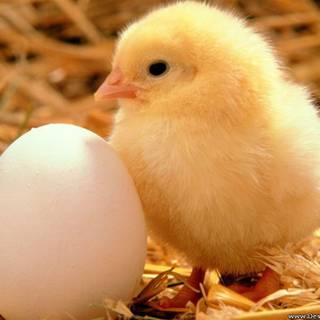 Spring animals desktop wallpaper