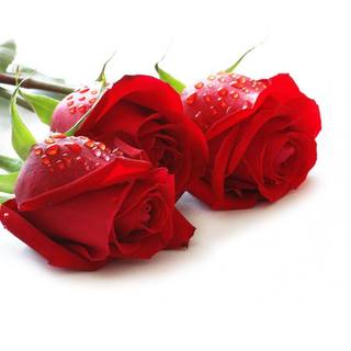 Rose flowers wallpaper HD