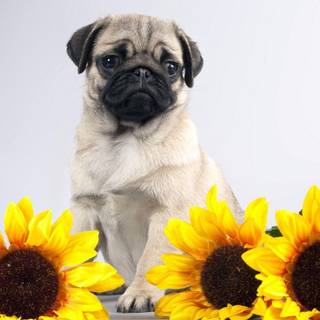 Pugs wallpaper