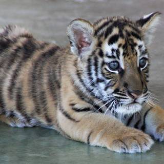 Cute baby tiger wallpaper