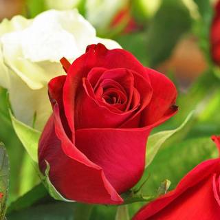 Wallpaper of rose flowers