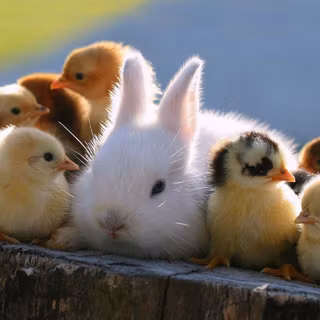 Cute rabbit wallpaper