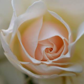 Beautiful white rose wallpaper