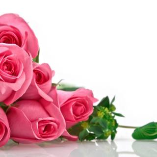 Beautiful rose flowers wallpaper